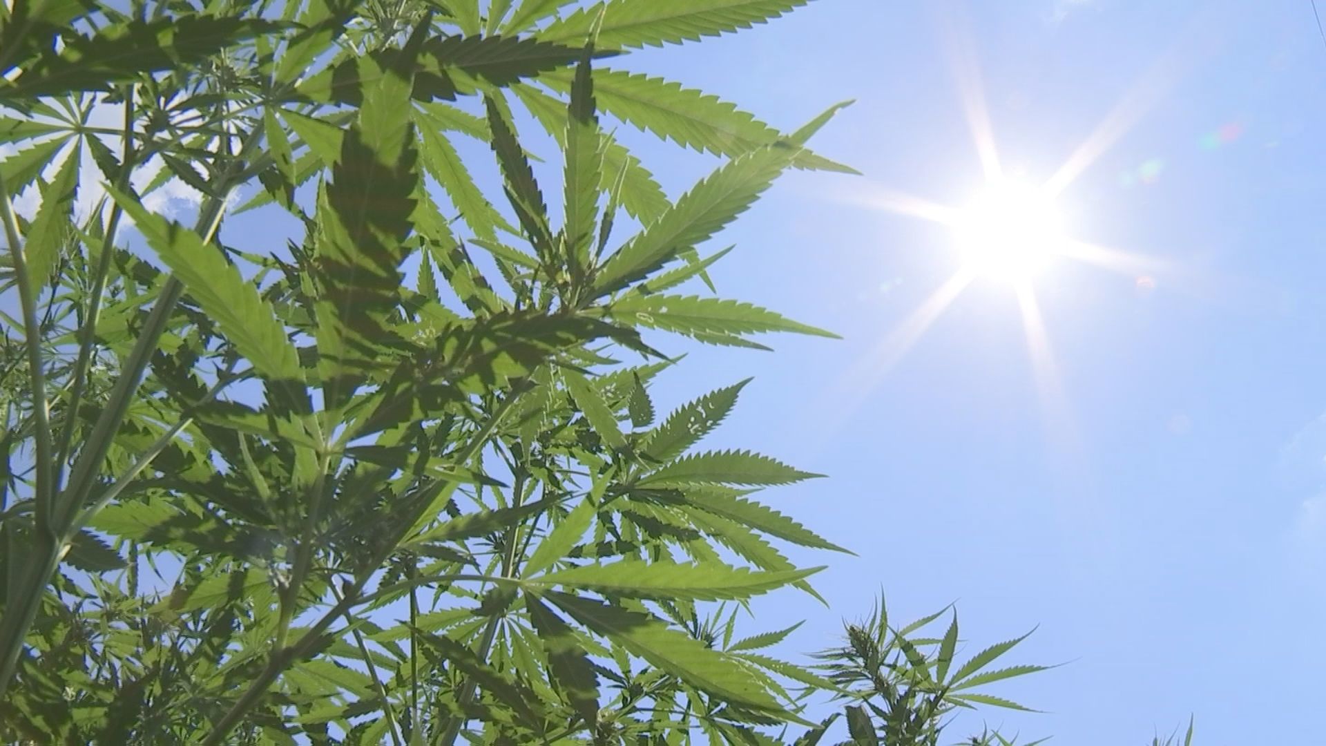 Hemp